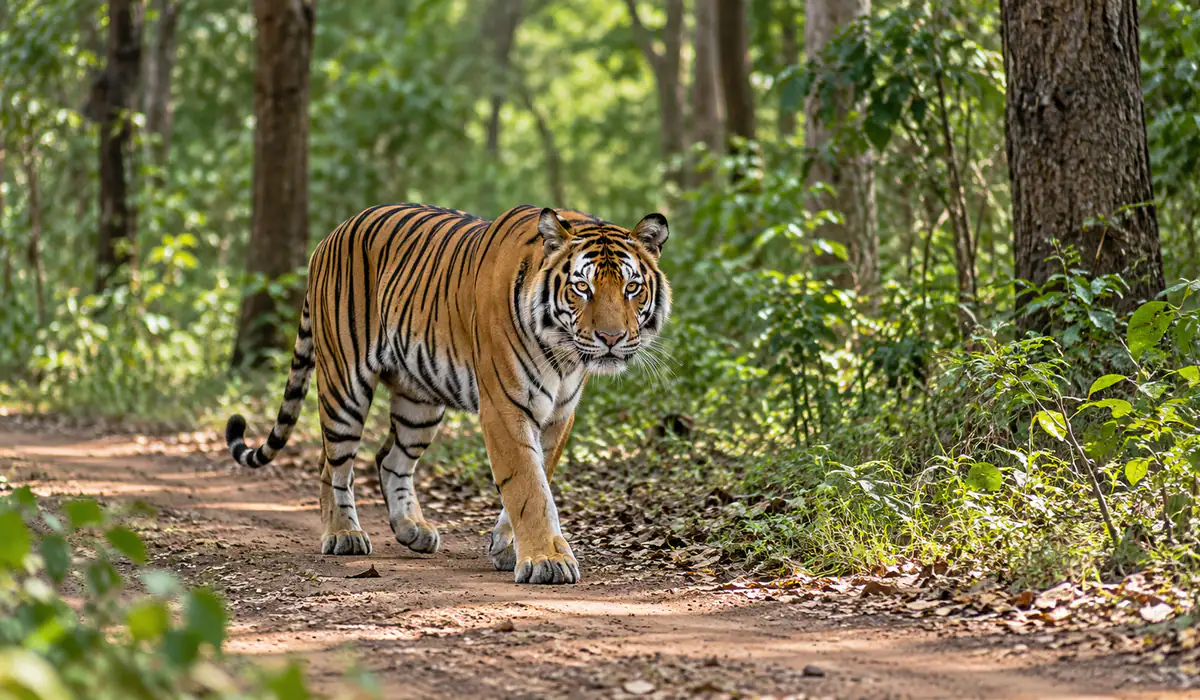 Tyavarekoppa Lion & Tiger Safari — wildlife in Shivamogga taluk, Shivamogga district